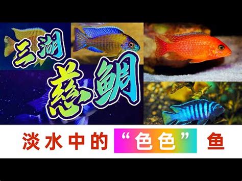 慈鯛種類|【慈鯛】快來認識迷人的慈鯛：水族箱中的色彩斑斕和行為多變的。